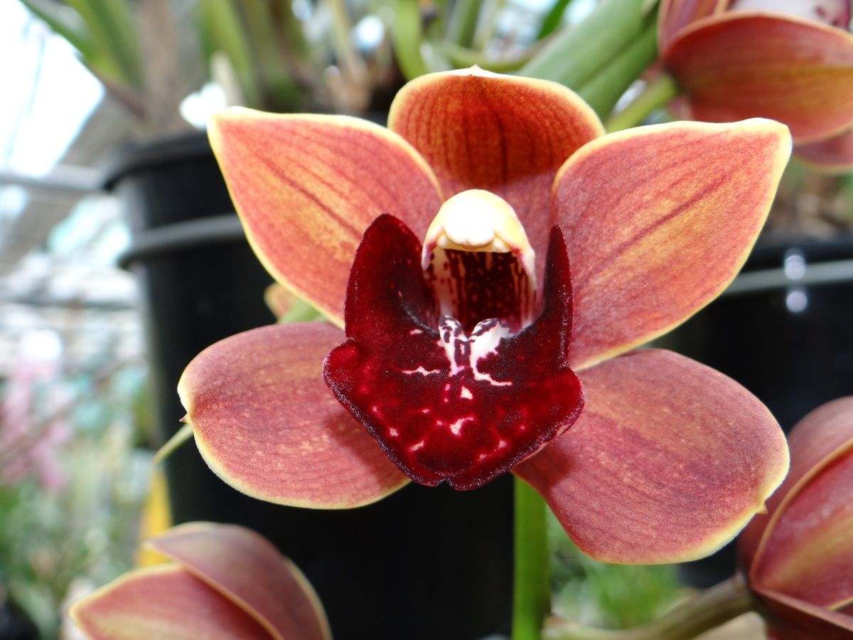 Cym (Bulbarrow x Brook St) 'Ross'