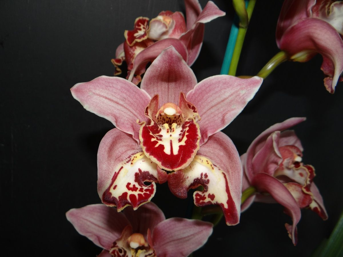 Cym Darch Tune 'Stinky'