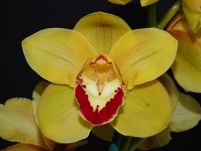 Cym Darch Annie 'Popular'