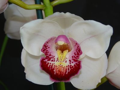 Cym Darch Breeze 'Good Again'