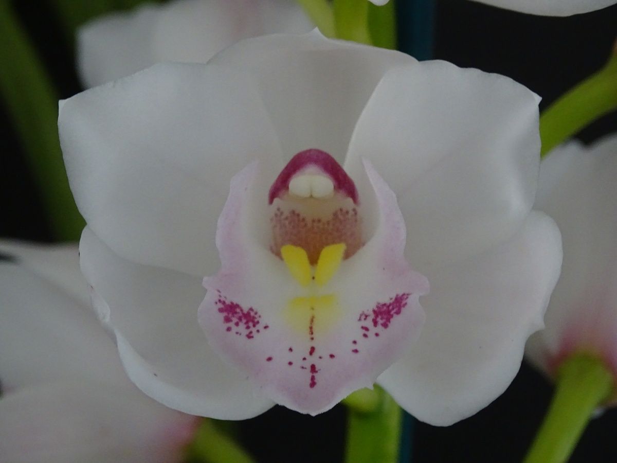 Cym Darch Show 'Peace'