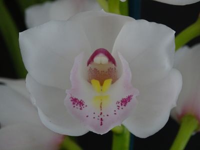 Cym Darch Show 'Peace'