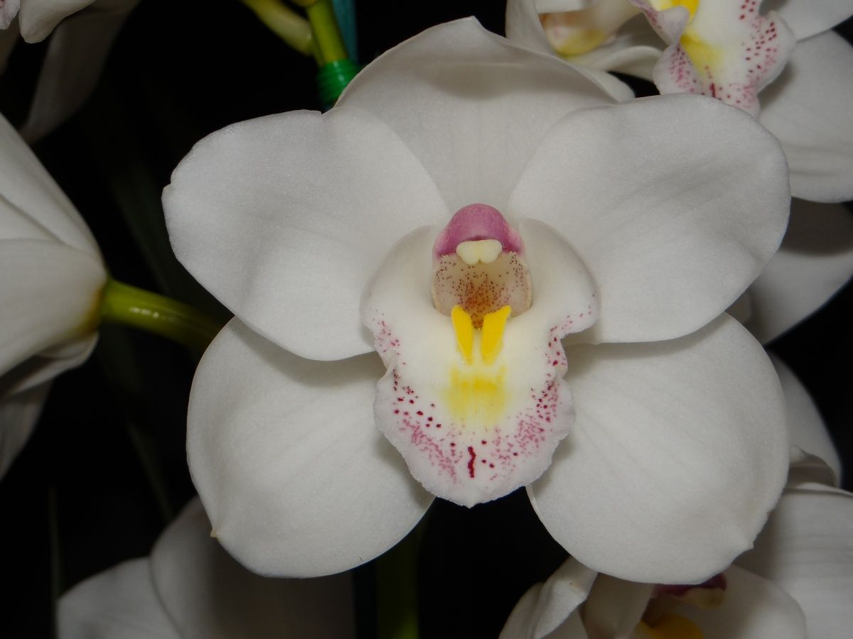 Cym Darch Jess 'Lola'