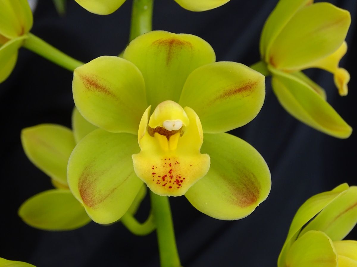 Cym Lemon Sorbet 'Dancer' HCC/COCWA