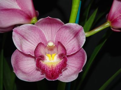 Cym Darch Susanne 'Folly'