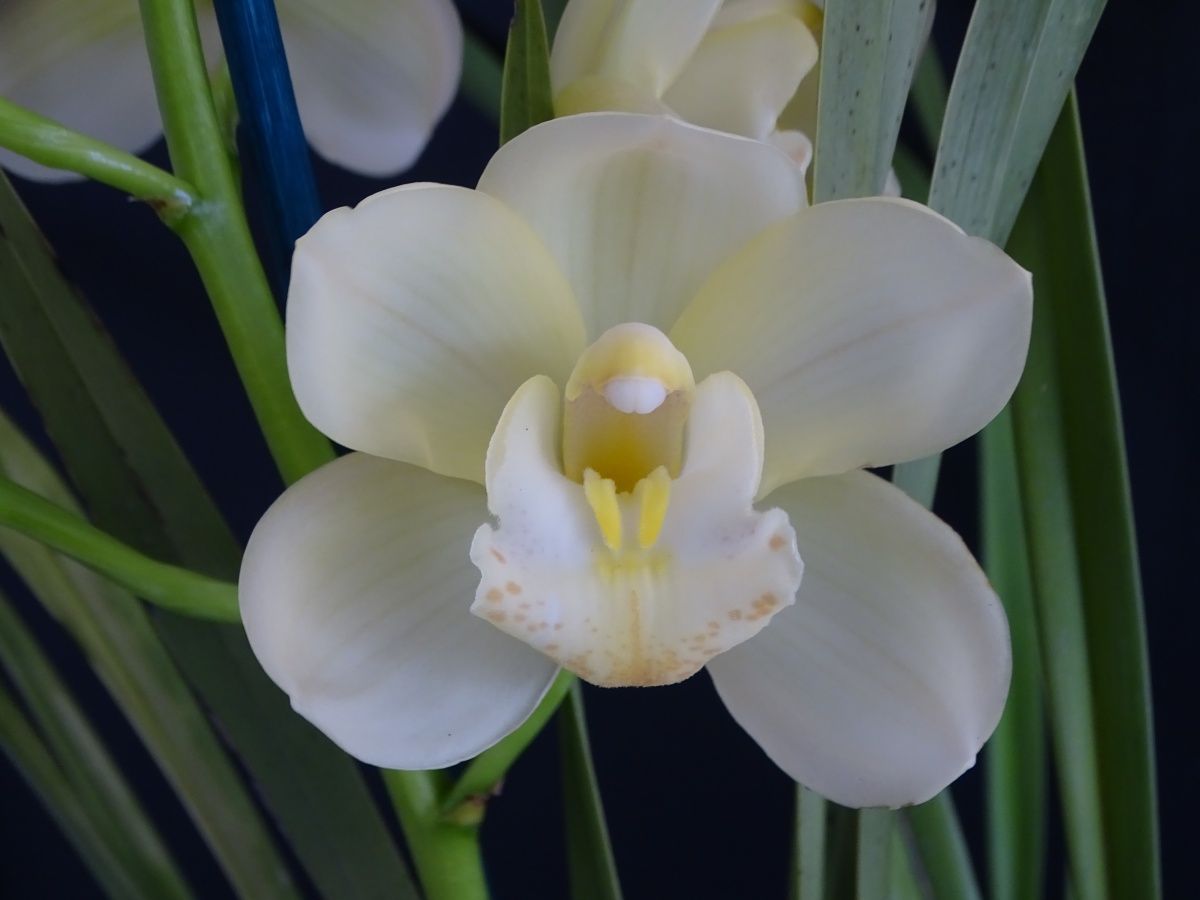 Cym Darch Ivy 'Poison'