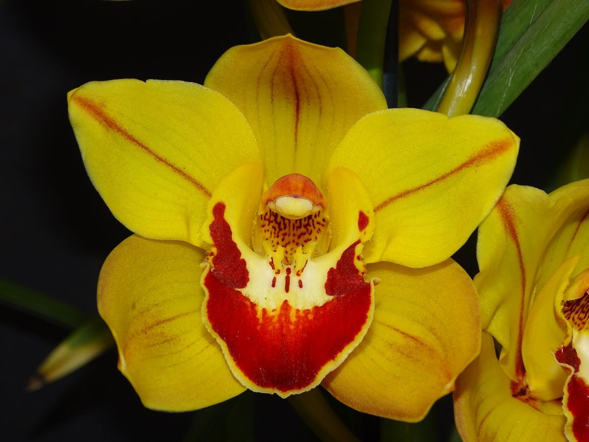 Cym Darch Vegas 'Alive'