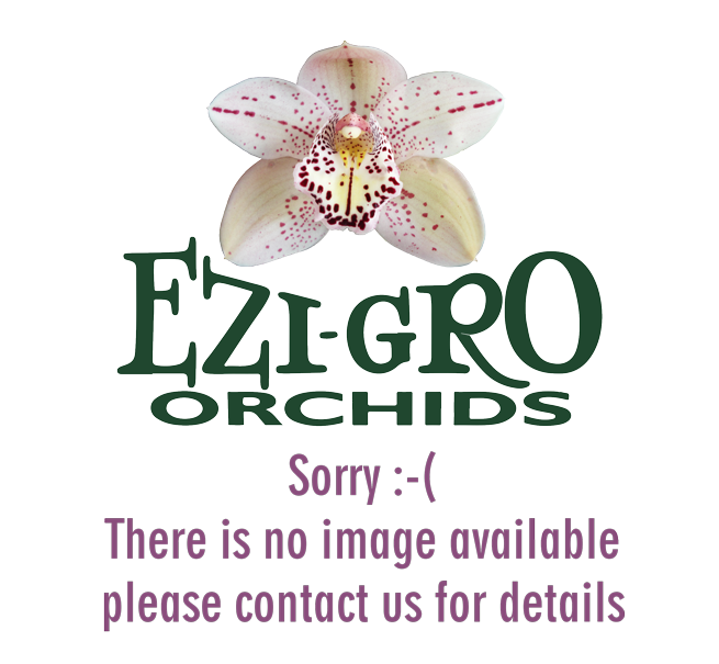 Cym Harbor City 'Verity' x Cym Pontc Flame 'Rocky'