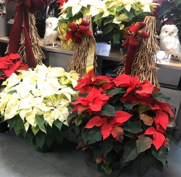 10&quot; Premium Poinsettias