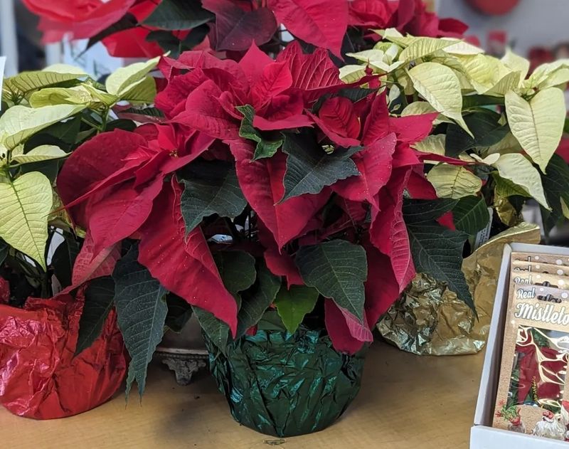 6.5&quot; Premium Poinsettias