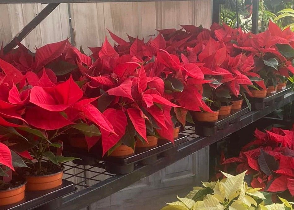 4&quot; Premium Poinsettias
