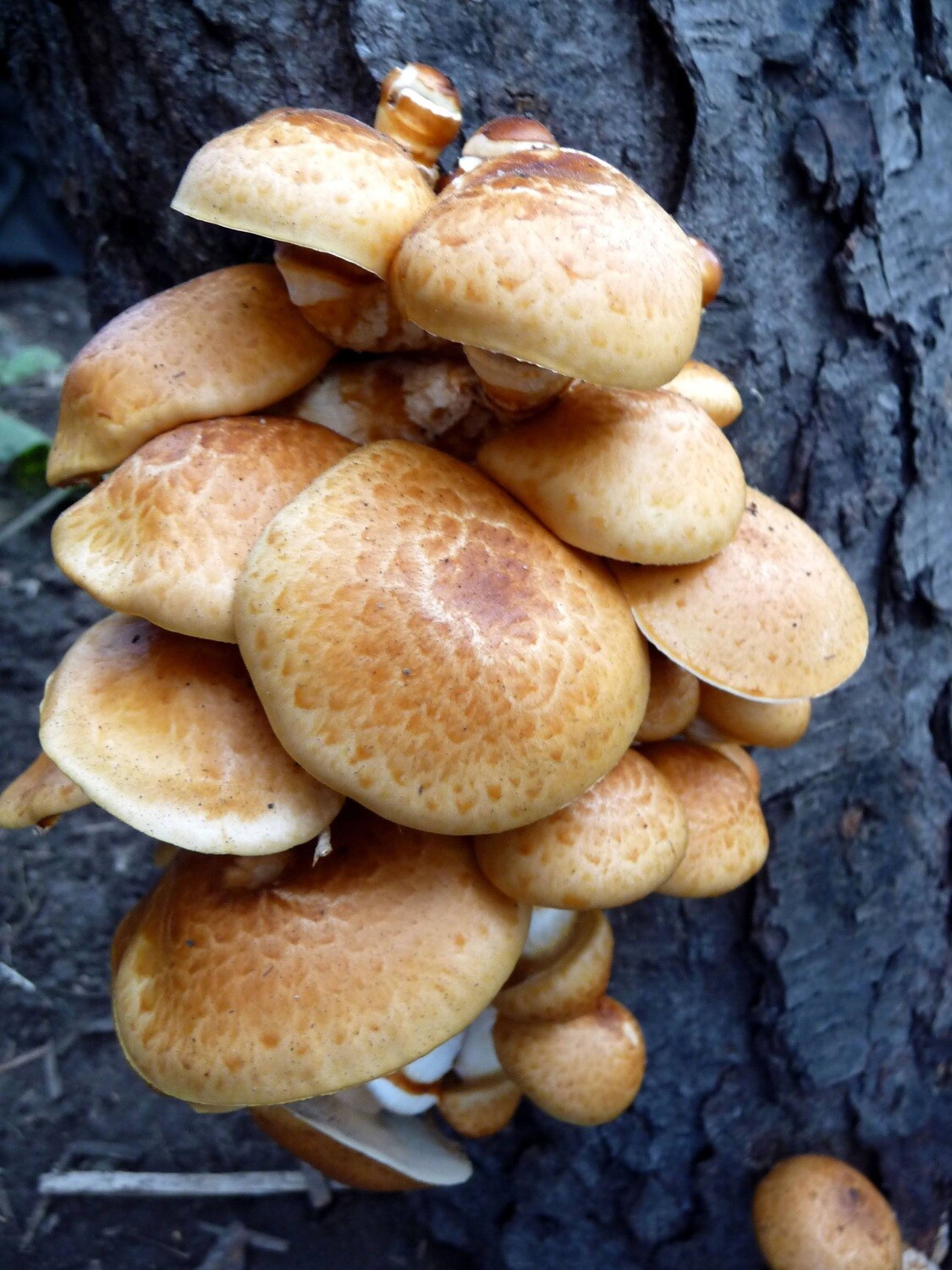 ShroomShare