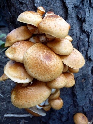 ShroomShare ShroomShare