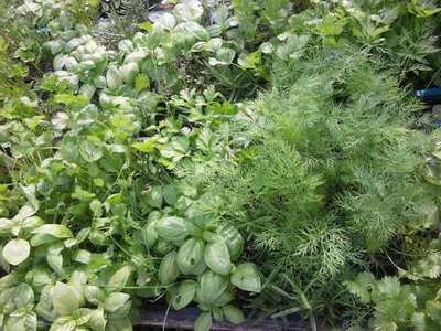 Herb/Vegetable Plants