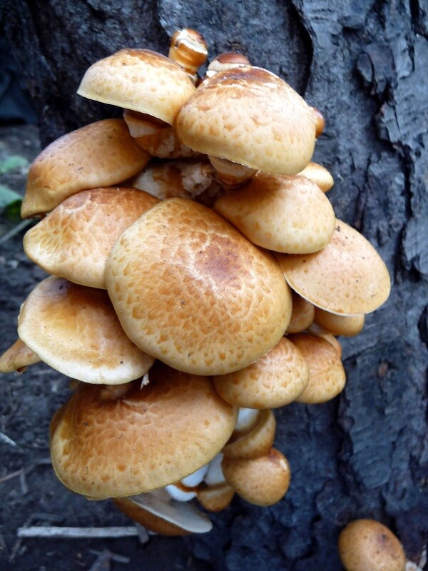 ShroomShare