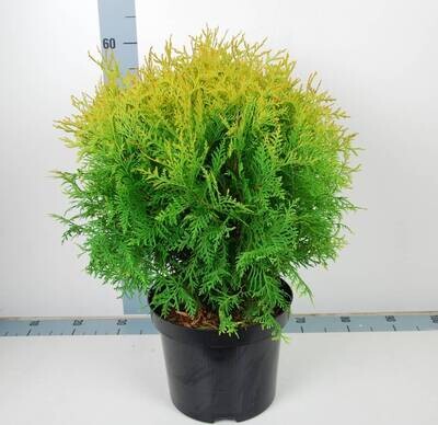 Thuja occidentalis &#39;Golden Globe
