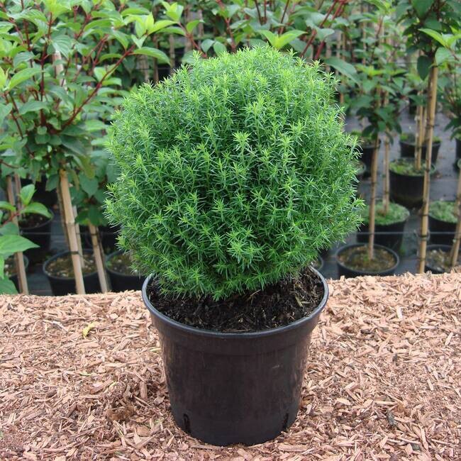 Thuja occidentalis &#39;Teddy&#39;