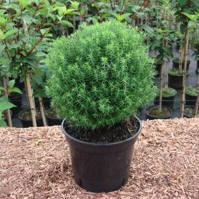 Thuja occidentalis &#39;Teddy&#39;