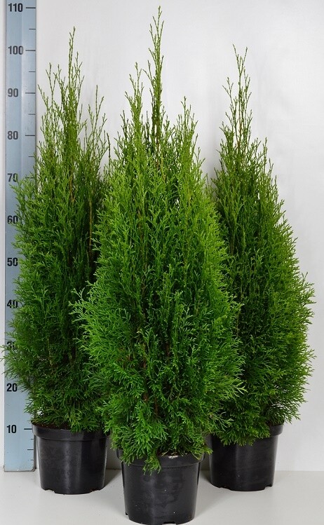 Thuja occidentalis &#39;Smaragd&#39;
