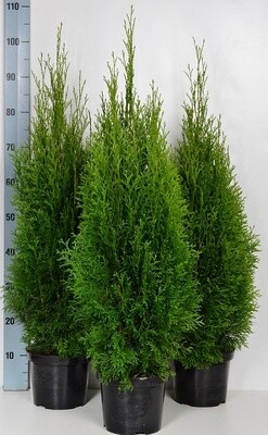 Thuja occidentalis &#39;Smaragd&#39;