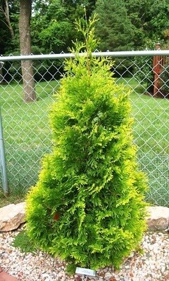 Thuja occidentalis &#39;Malonyana Aurea&#39;