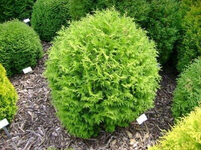 Thuja occidentalis &#39;Little Champion&#39;