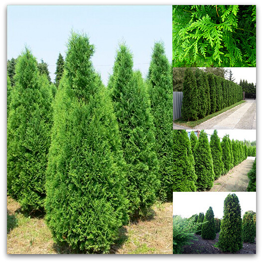 Thuja occidentalis &#39;Columna&#39;