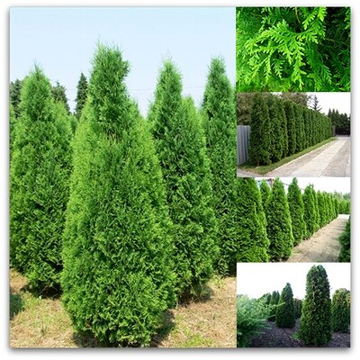 Thuja occidentalis &#39;Columna&#39;