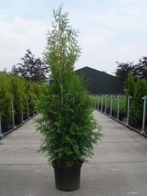 Thuja occidentalis &#39;Brabant&#39;