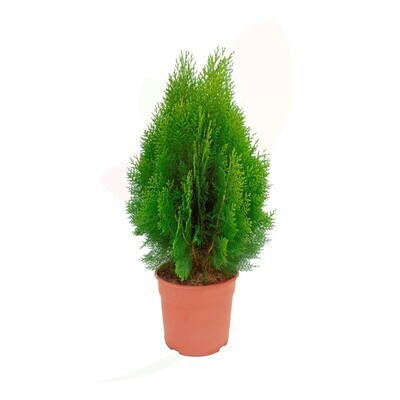 Thuja orientalis &#39;Aurea Nana&#39;