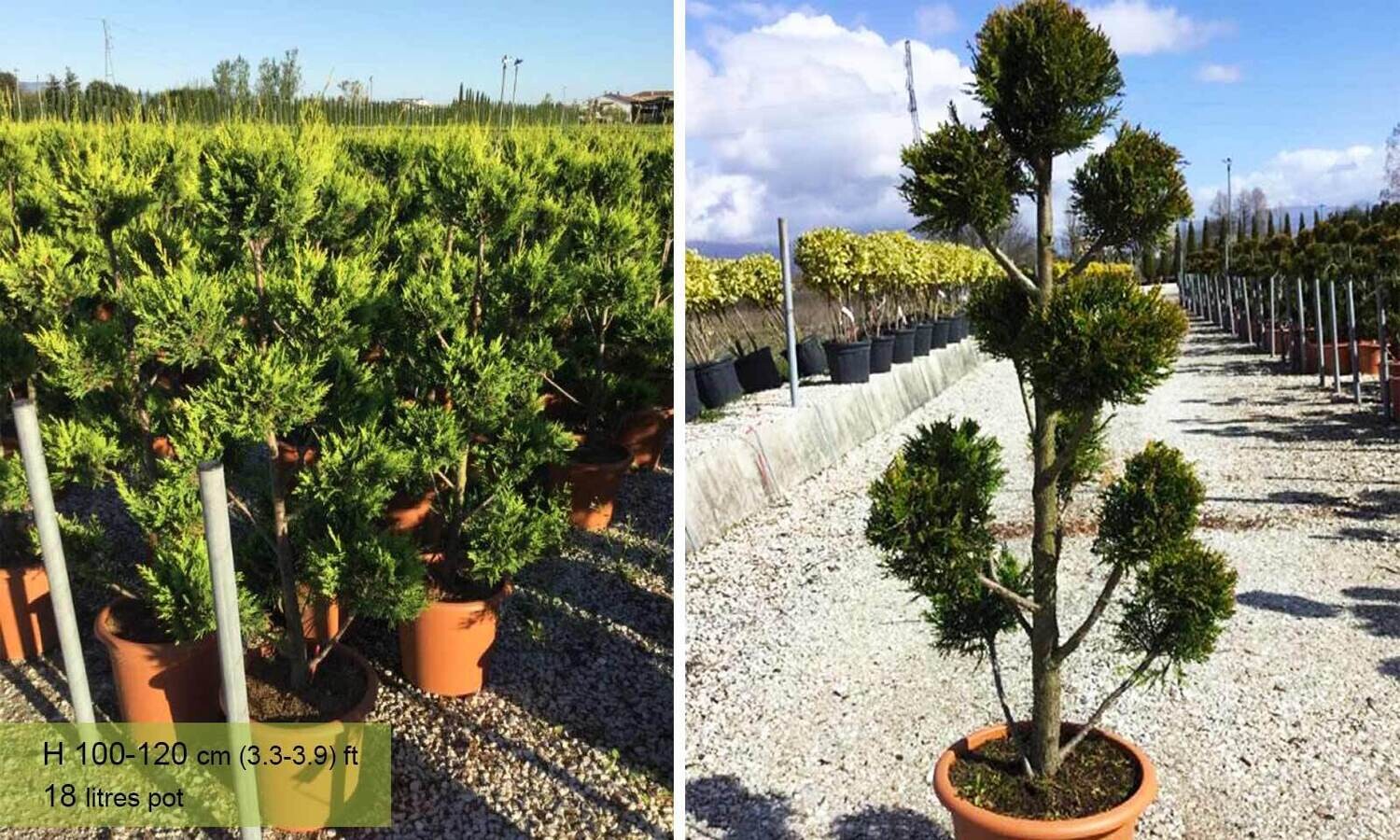 Cupressocyparis leylandii &#39;Castlewellan Gold&#39;