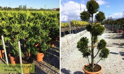 Cupressocyparis leylandii &#39;Castlewellan Gold&#39;