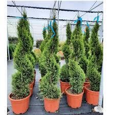 Cupressocyparis leylandii &#39;Gold&#39;