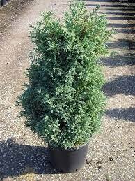 Chamaecyparis pisifera &#39;Boulevard&#39;