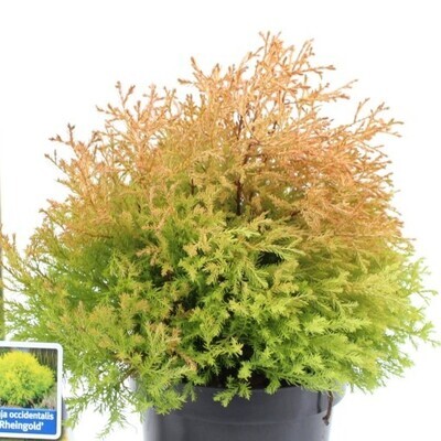 Thuja occidentalis &#39;Rheingold&#39;