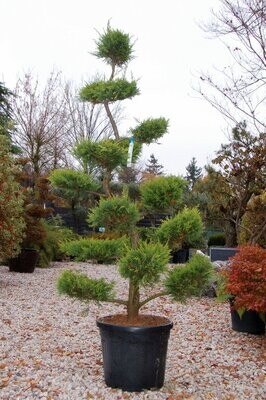 Cupressocyparis leylandii &#39;Castlewellan Gold&#39;