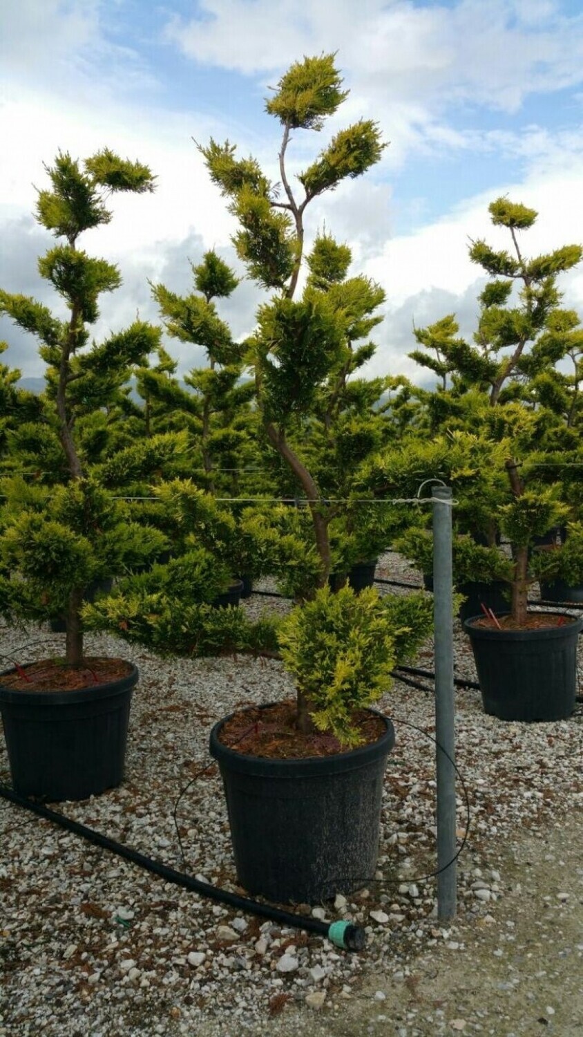 Cupressocyparis leylandii &#39;Gold Rider&#39;