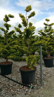 Cupressocyparis leylandii &#39;Gold Rider&#39;