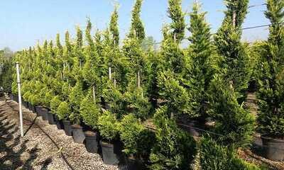 Cupressocyparis leylandii &#39;Castlewellan Gold&#39;