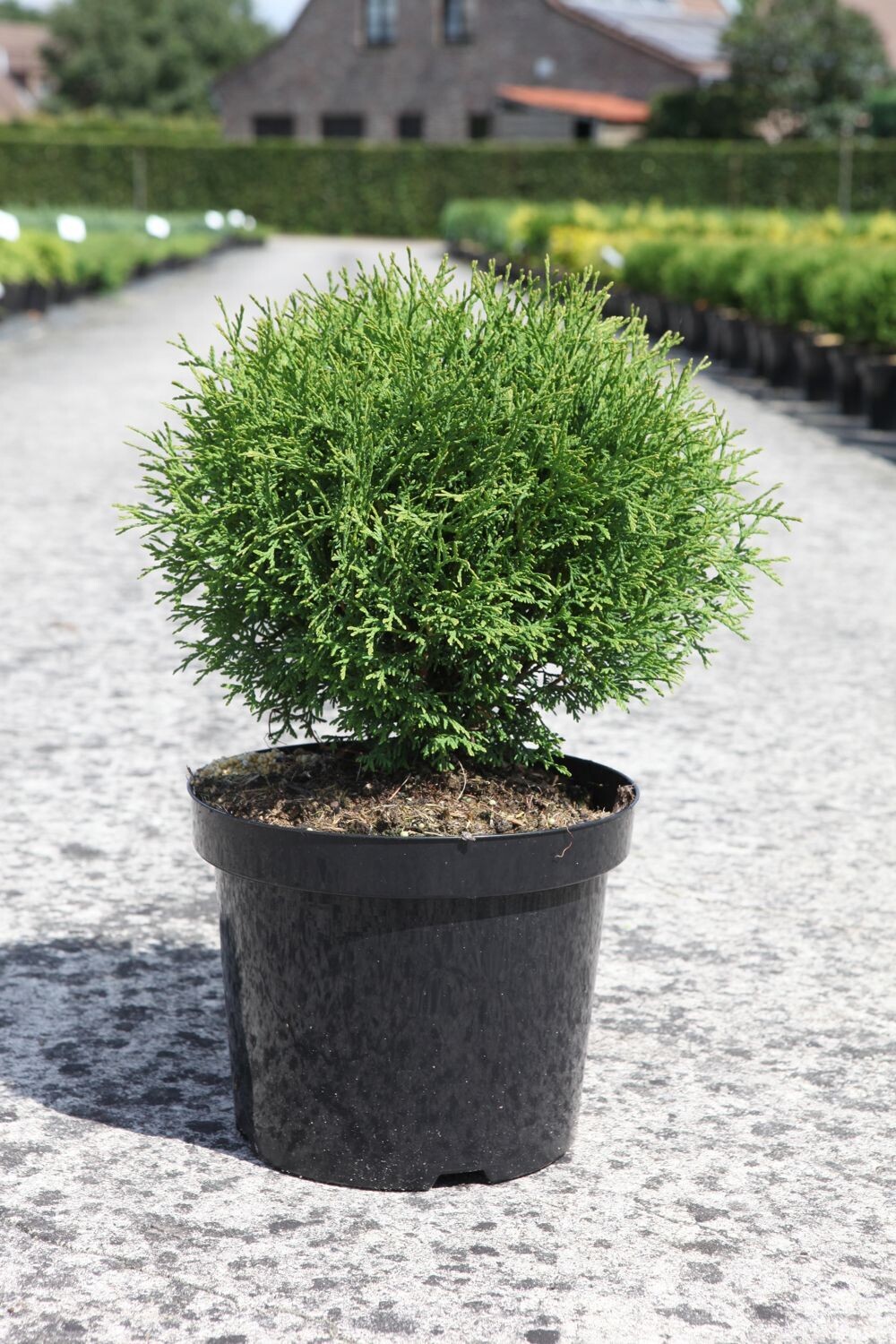 Thuja occidentalis &#39;Tiny Tim&#39;