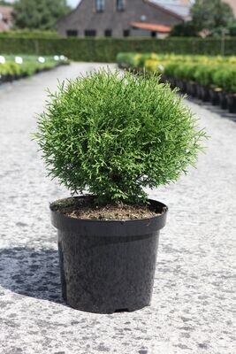 Thuja occidentalis &#39;Tiny Tim&#39;