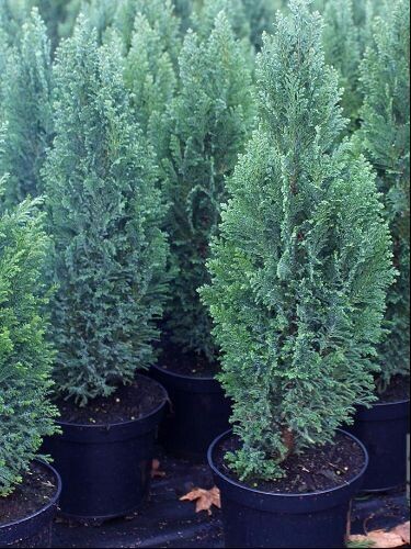 Chamaecyparis lawsoniana &#39;Ellwoodii&#39;