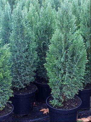 Chamaecyparis lawsoniana &#39;Ellwoodii&#39;
