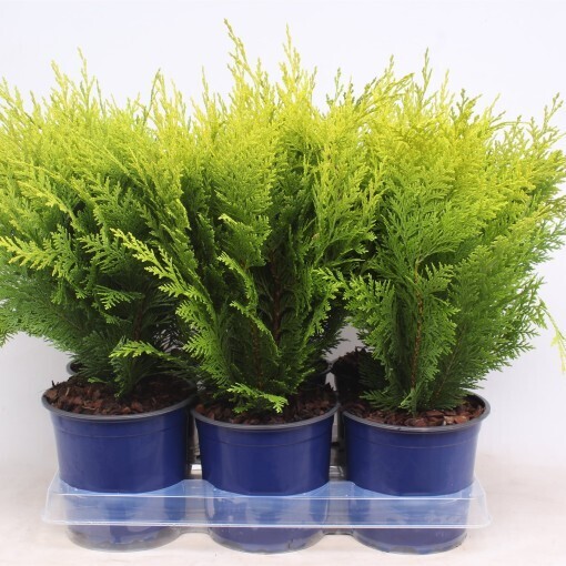 Chamaecyparis lawsoniana ‘Stardust’