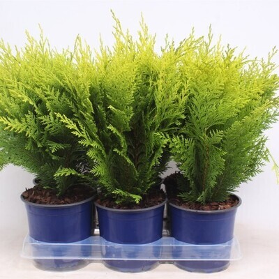 Chamaecyparis lawsoniana ‘Stardust’