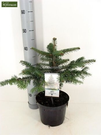 Abies nordmanniana