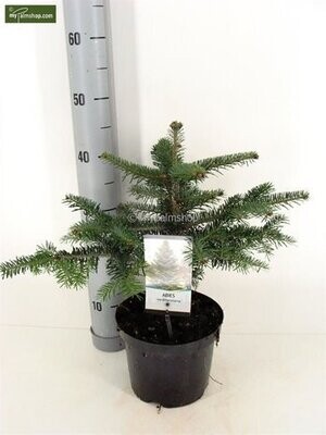Abies nordmanniana