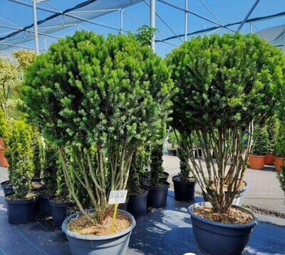Taxus media &#39;Hillii Multistem&#39;