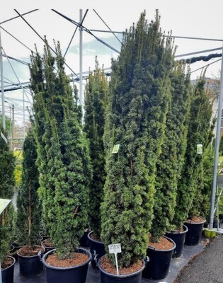 Taxus baccata &#39;Fastigiata&#39;