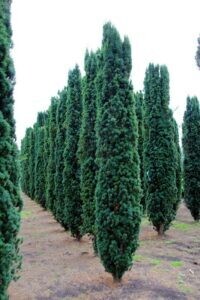 Taxus &#39;CVS&#39;